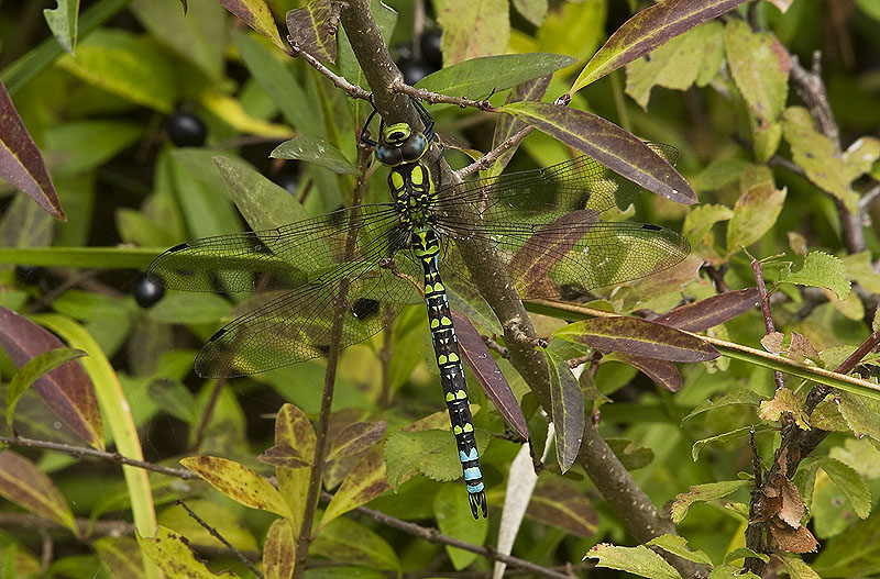 Aeshna cyanea Aeshnidae